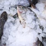 Copriseh inspecciona 1,500 comercios de productos pesqueros