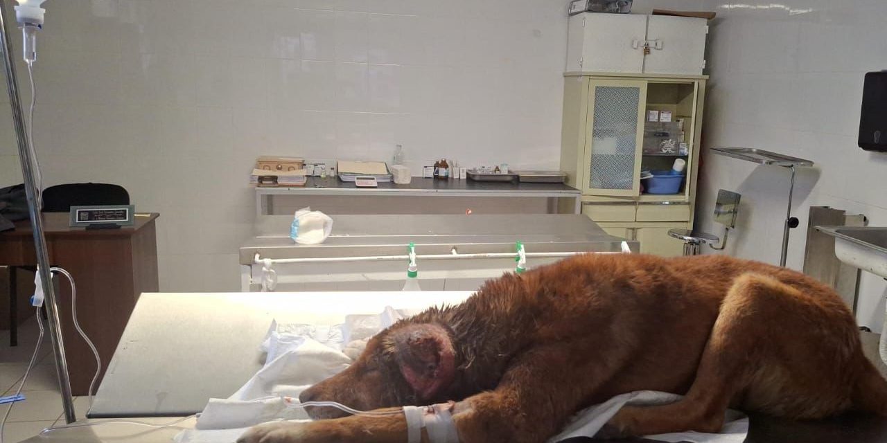 Rescatan a can con signos de violencia en Mineral de la Reforma