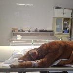 Rescatan a can con signos de violencia en Mineral de la Reforma