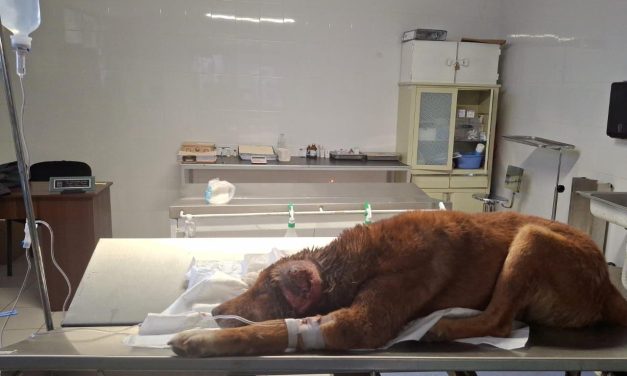 Rescatan a can con signos de violencia en Mineral de la Reforma