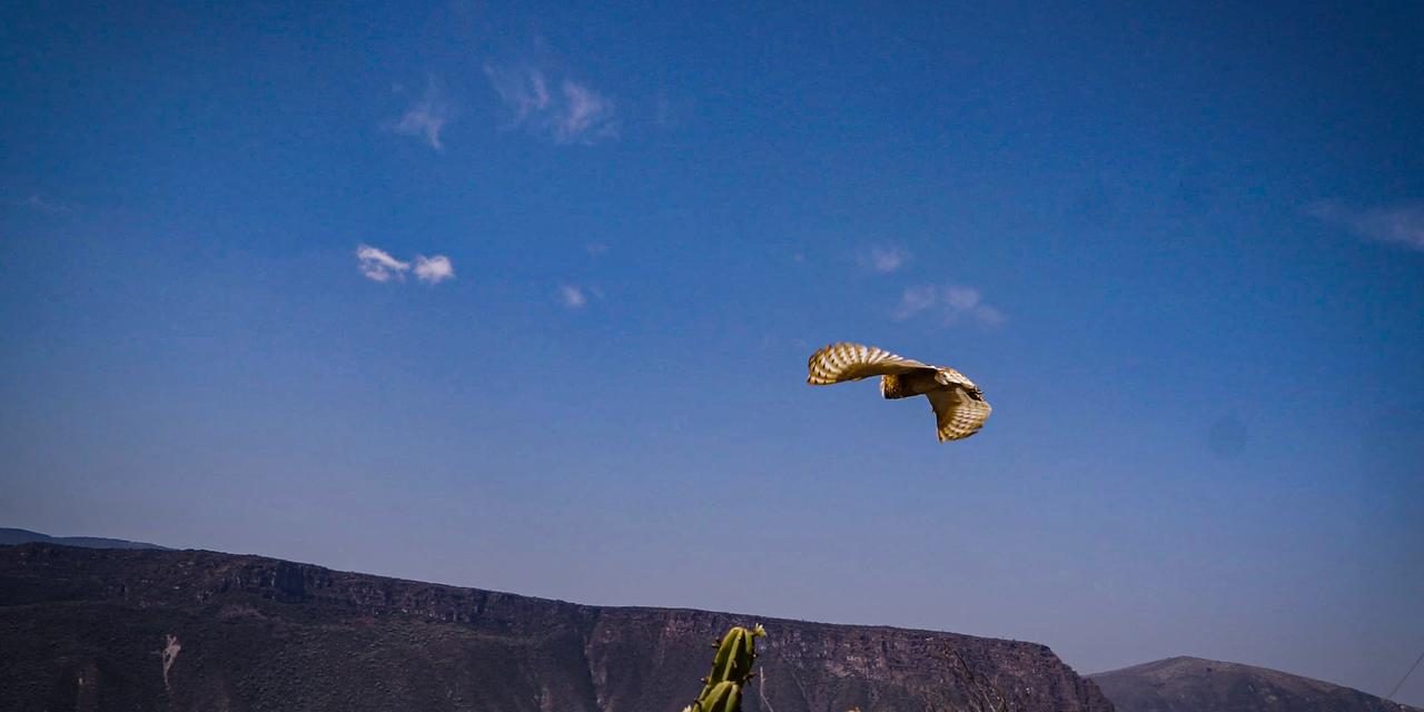16 ejemplares regresan a su hábitat tras su rehabilitación en Pachuca