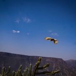 16 ejemplares regresan a su hábitat tras su rehabilitación en Pachuca