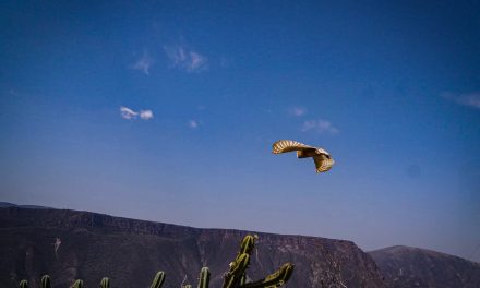 16 ejemplares regresan a su hábitat tras su rehabilitación en Pachuca