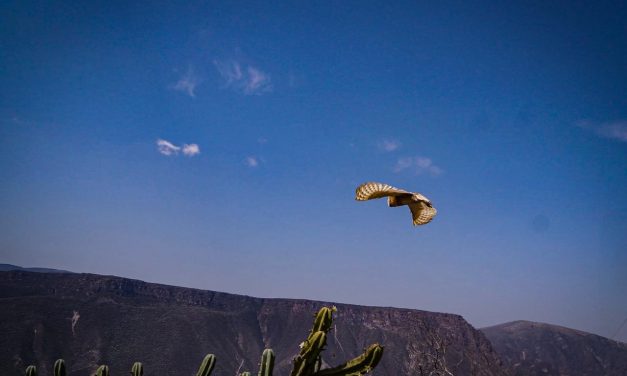 16 ejemplares regresan a su hábitat tras su rehabilitación en Pachuca