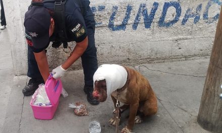 Rescatan a can herido en colonia de Pachuca