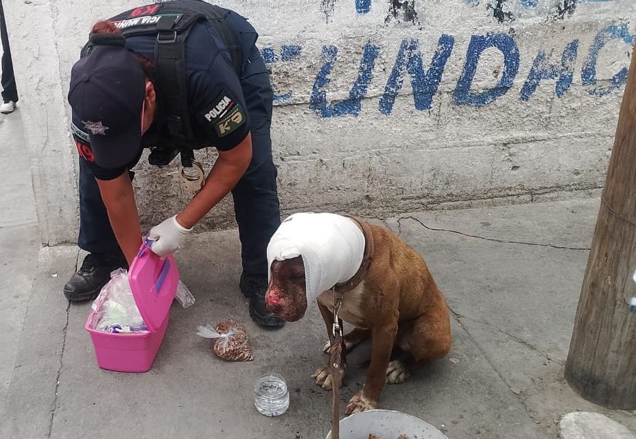 Rescatan a can herido en colonia de Pachuca