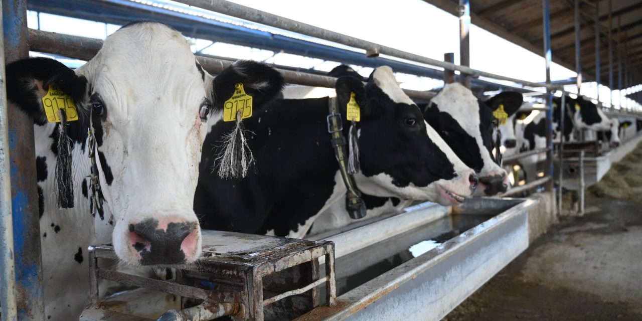Se duplican casos de gusano barrenador en el estado