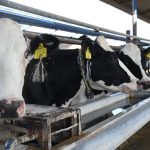 Se duplican casos de gusano barrenador en el estado