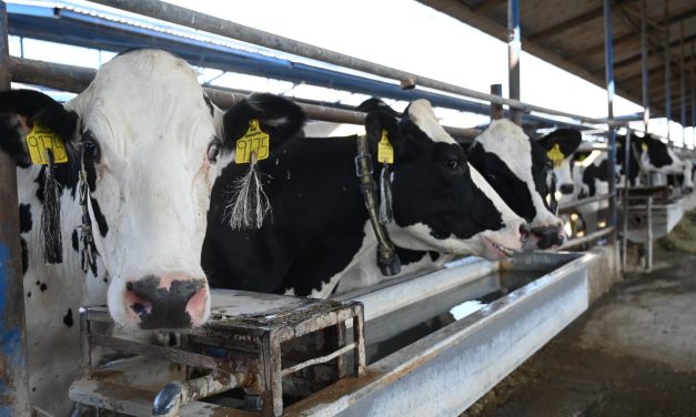 Se duplican casos de gusano barrenador en el estado