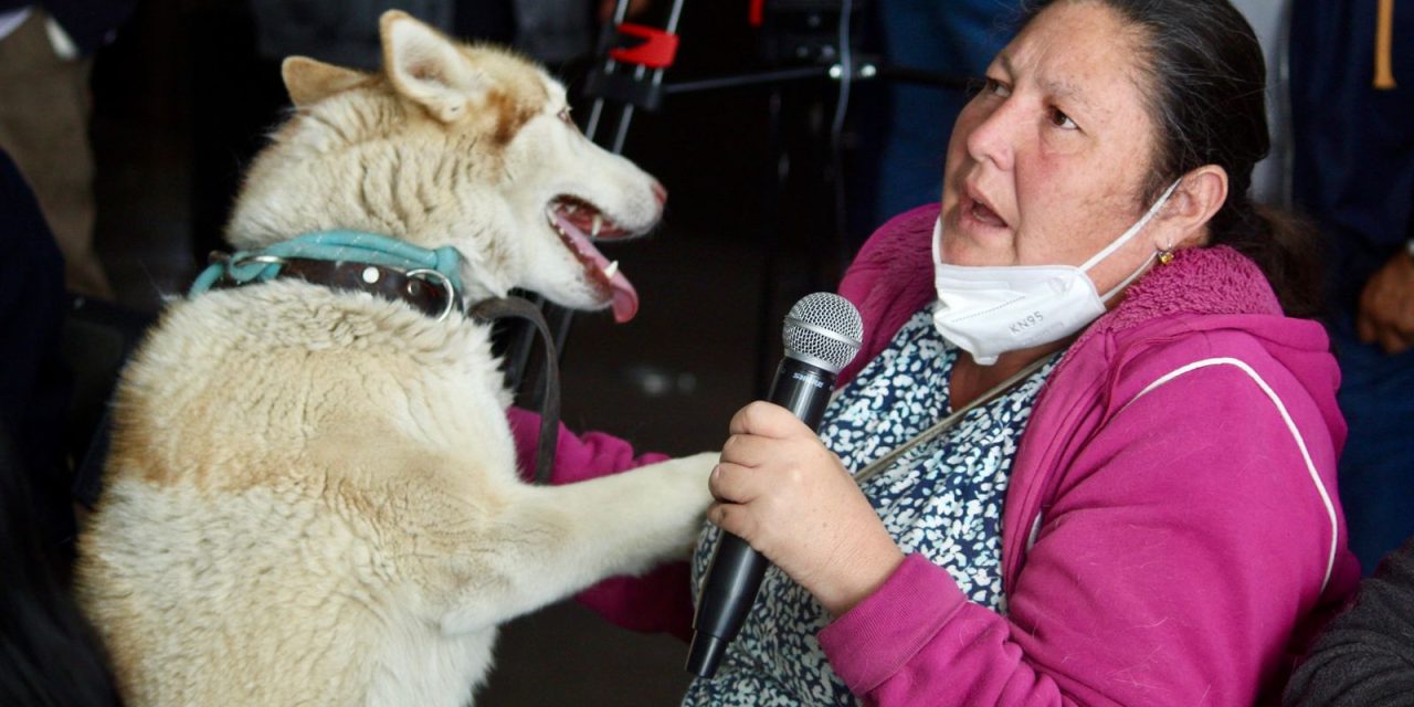 Gusano barrenador ya infecta a perros: hay 10 casos 