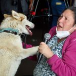 Gusano barrenador ya infecta a perros: hay 10 casos 