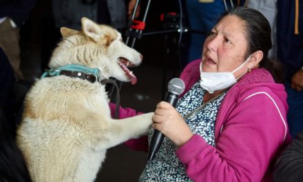 Gusano barrenador ya infecta a perros: hay 10 casos 