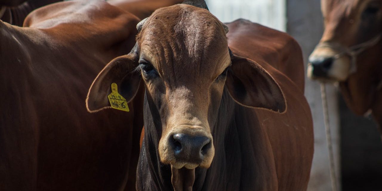 Hay casos de gusano barrenador en 19 municipios