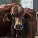 Hay casos de gusano barrenador en 19 municipios