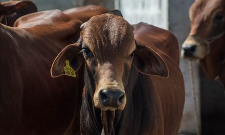 Hay casos de gusano barrenador en 19 municipios