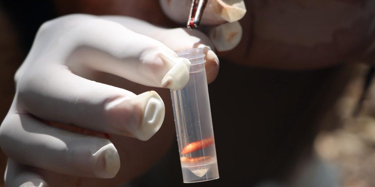 Caso de gusano barrenador en humano pone en alerta al Sector Salud 