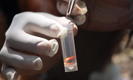 Caso de gusano barrenador en humano pone en alerta al Sector Salud 