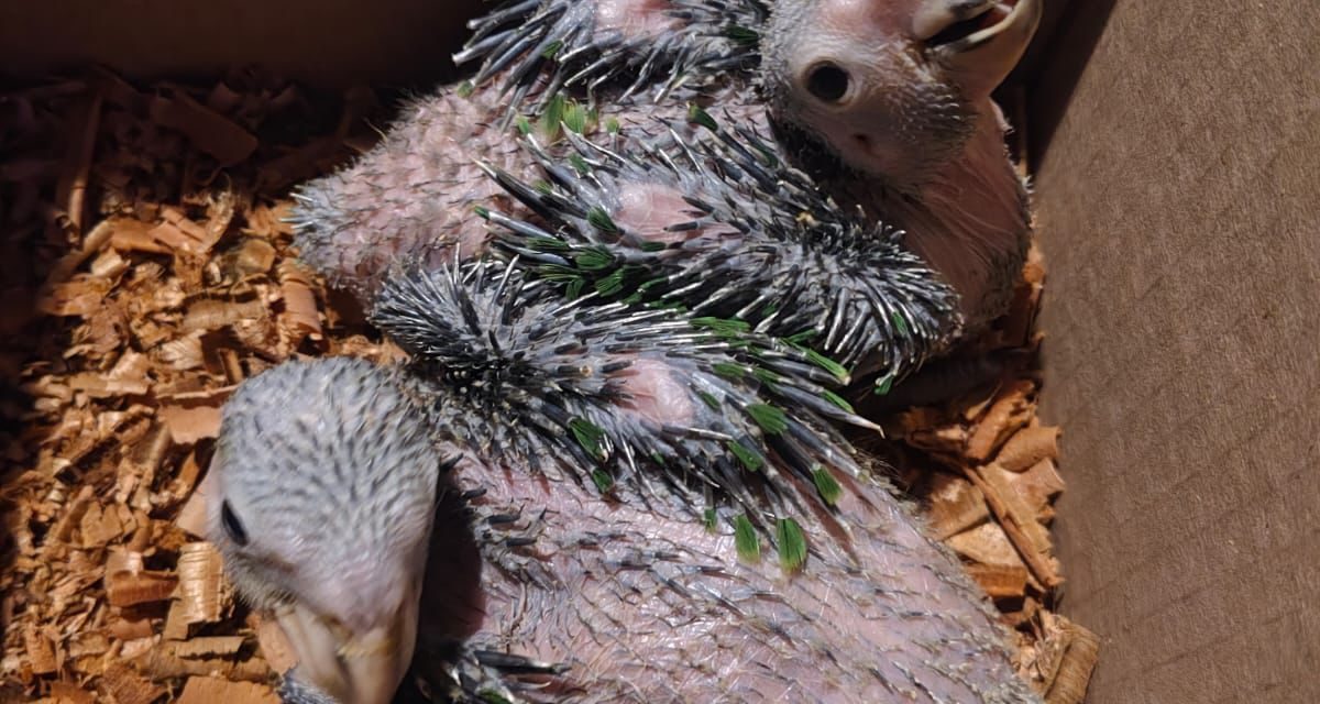 Detienen a sujeto por venta de aves protegidas en Mineral de la Reforma