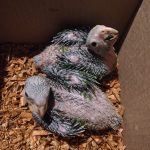 Detienen a sujeto por venta de aves protegidas en Mineral de la Reforma