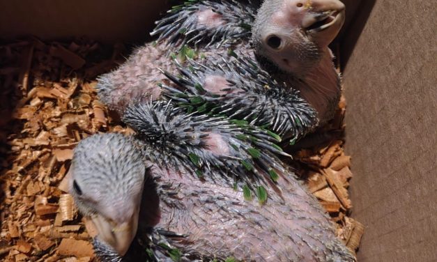 Detienen a sujeto por venta de aves protegidas en Mineral de la Reforma