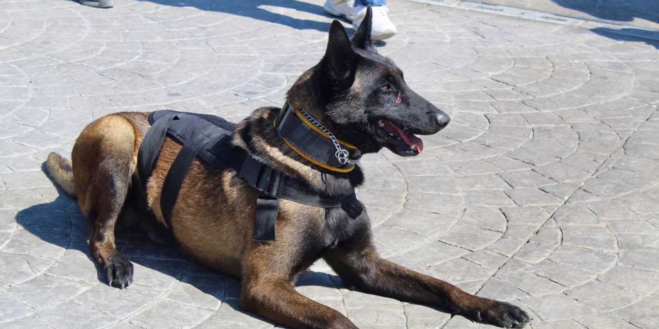 Binomios caninos de MR han localizado a 4 personas