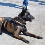 Binomios caninos de MR han localizado a 4 personas