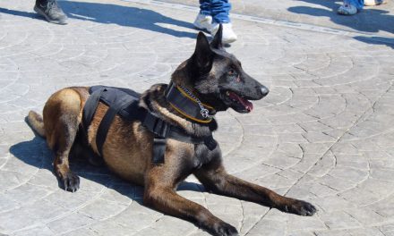 Binomios caninos de MR han localizado a 4 personas