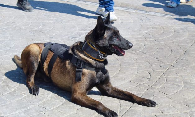 Binomios caninos de MR han localizado a 4 personas