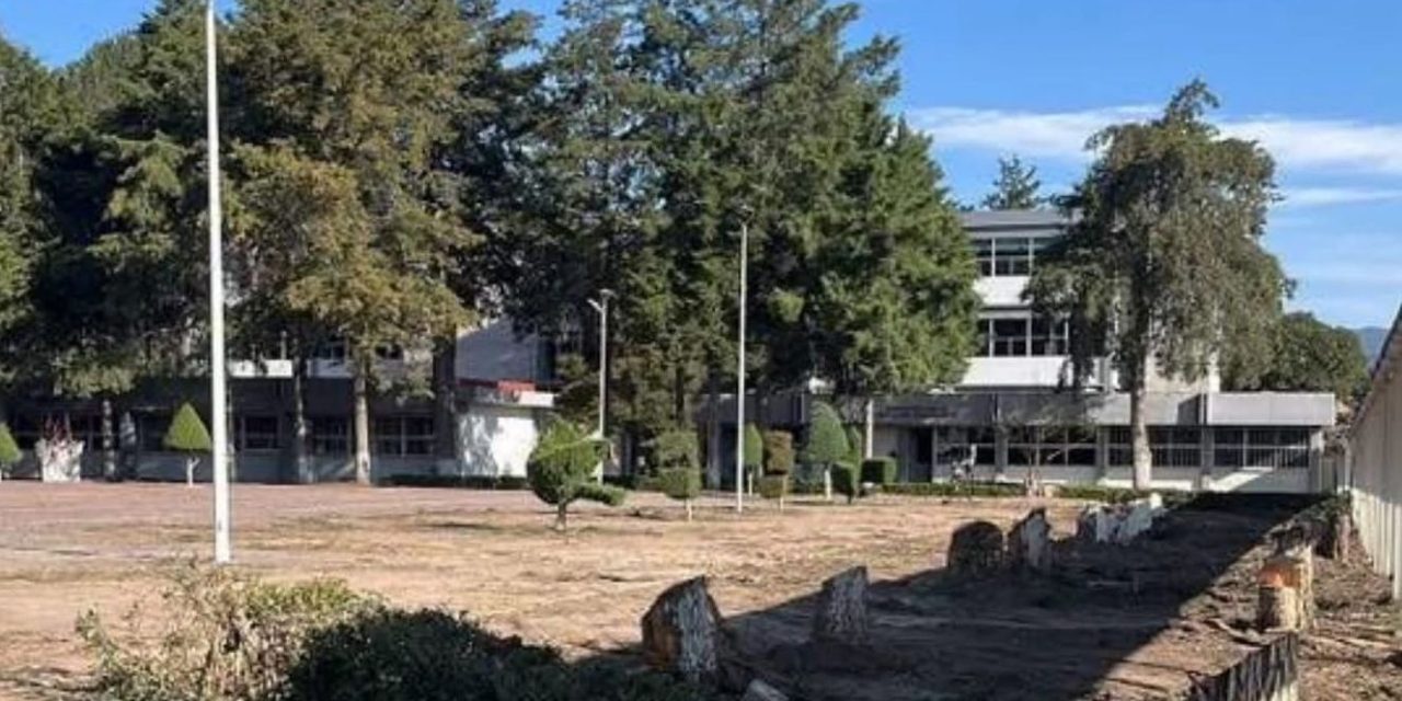 UAEH tira 44 árboles para construir nuevo edificio