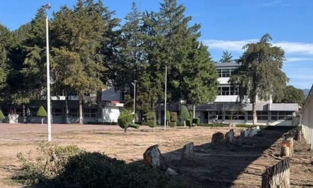 UAEH tira 44 árboles para construir nuevo edificio