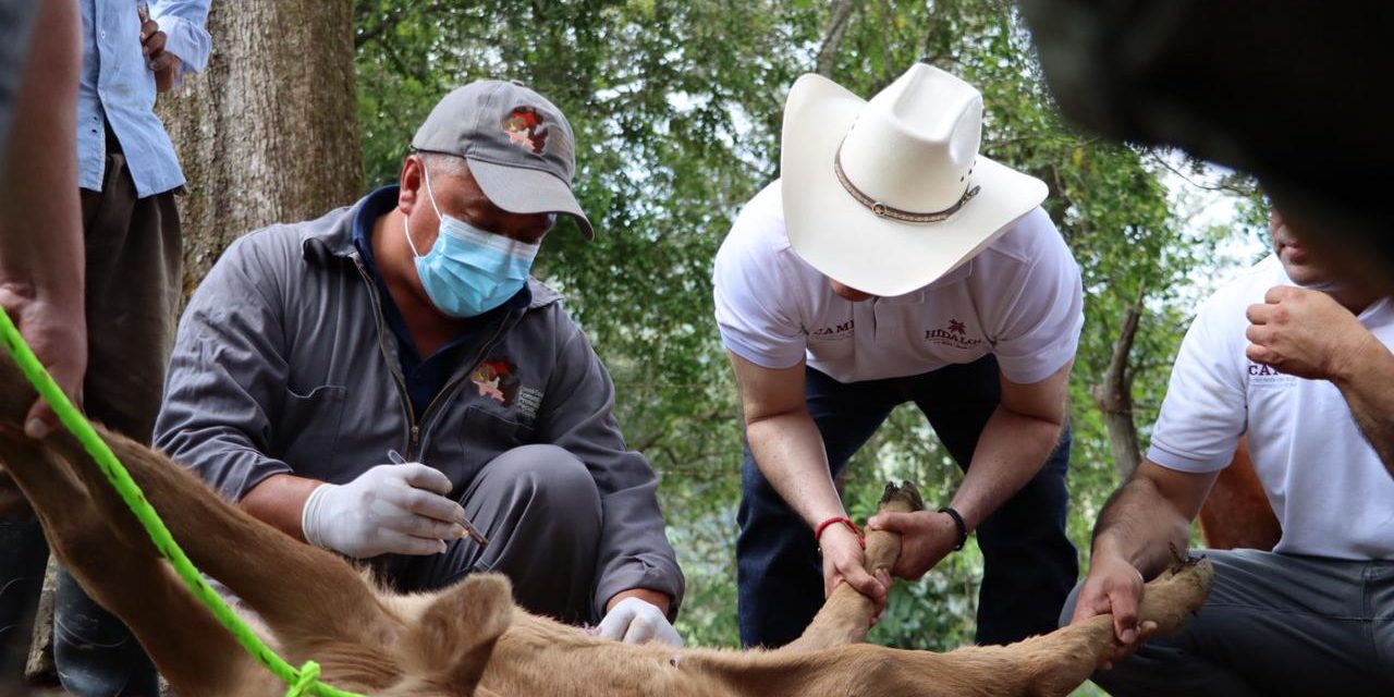 Ya son 300 casos de gusano barrenador en el estado