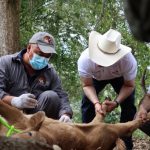 Ya son 300 casos de gusano barrenador en el estado