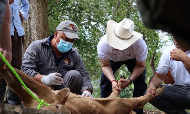 Ya son 300 casos de gusano barrenador en el estado