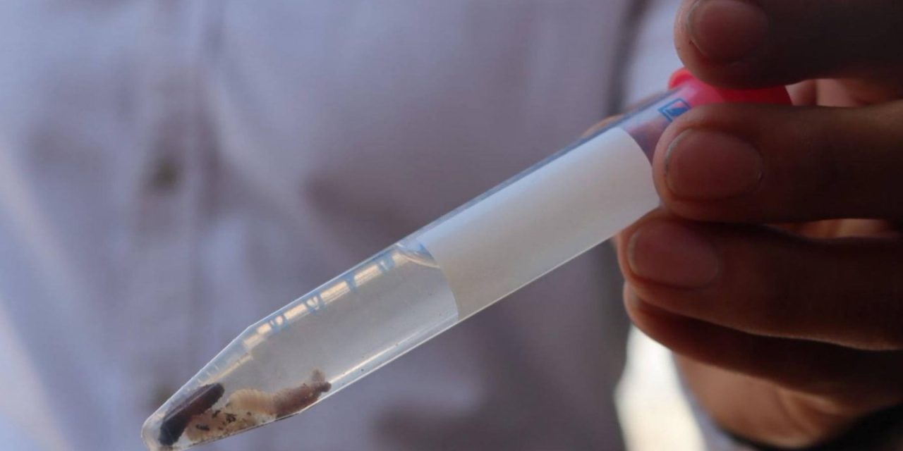 Confirman primer caso humano de gusano barrenador en Hidalgo