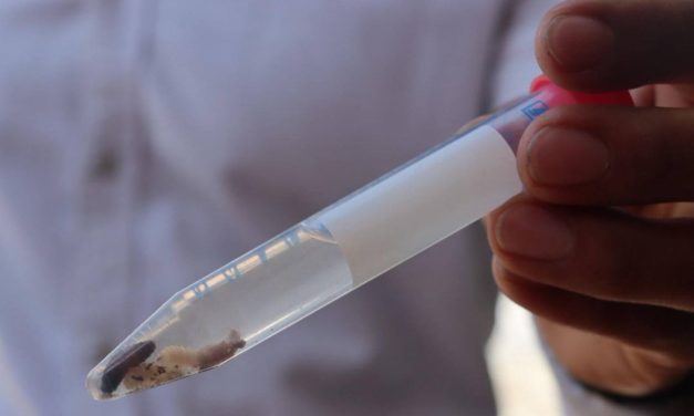 Confirman primer caso humano de gusano barrenador en Hidalgo