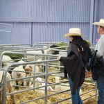 Realizarían la Ganadera cada año