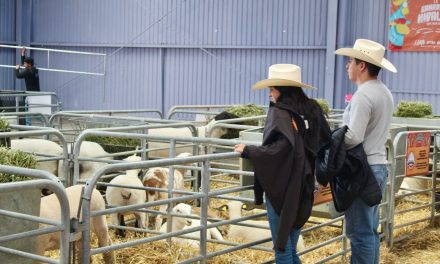 Realizarían la Ganadera cada año