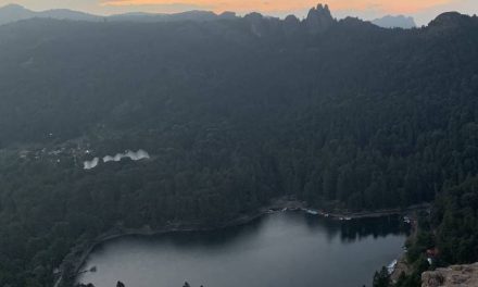Plaga deforesta más de 23 mil árboles en Parque Nacional El Chico