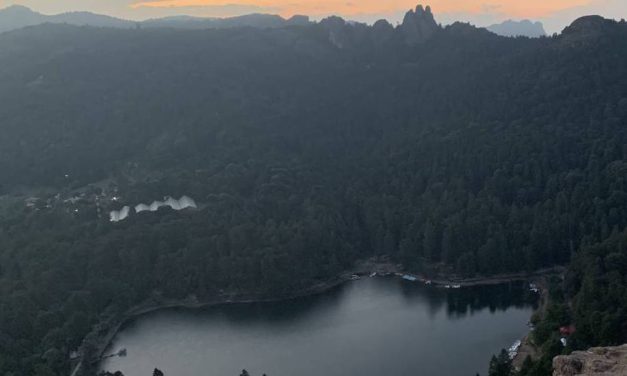 Plaga deforesta más de 23 mil árboles en Parque Nacional El Chico