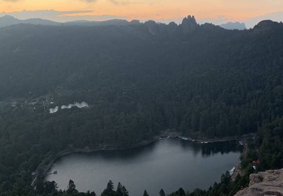 Plaga deforesta más de 23 mil árboles en Parque Nacional El Chico