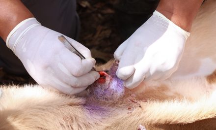 Más de 500 casos de gusano barrenador en el estado: 117 activos