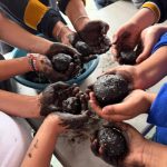 Promueven la educación ambiental con «bombas de vida»