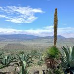 La defensa del Altiplano continúa: ambientalistas