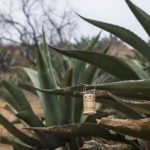 Desiste empresa del parque solar en Singuilucan