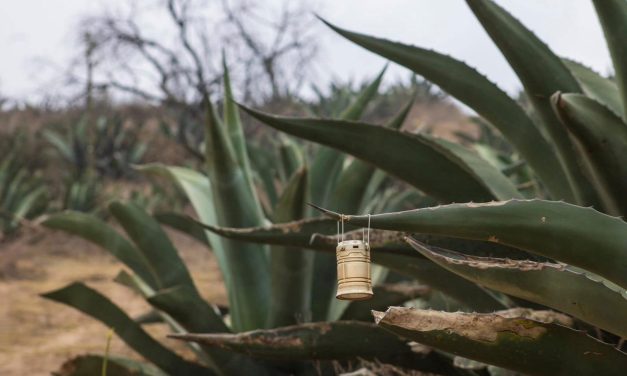 Desiste empresa del parque solar en Singuilucan