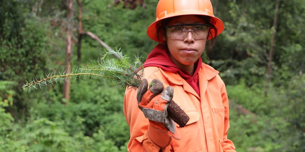 Plantan 3 mil 500 árboles en bosque de El Chico