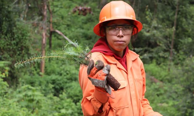 Plantan 3 mil 500 árboles en bosque de El Chico