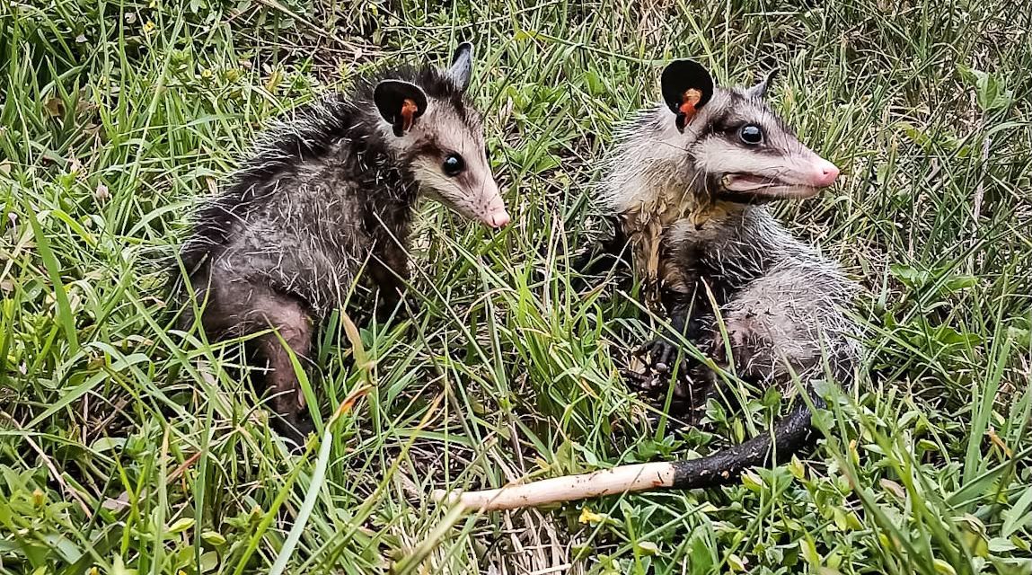 Regresaron especies a sus hábitats