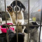 Animalistas buscan adquirir predio para refugio canino