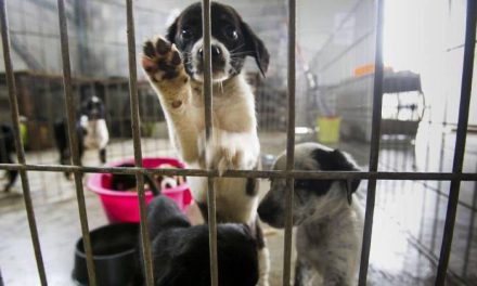 Animalistas buscan adquirir predio para refugio canino